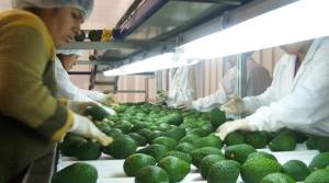 Mercados europeos podrían buscar nuevos proveedores de palta ante carencia de suministro por parte de Perú