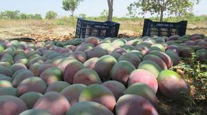 Merma significativa de la producción de mango en Casma