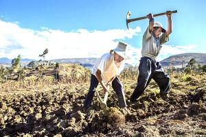 Midagri aprobó bases estándares para las compras estatales de alimentos provenientes de la pequeña agricultura