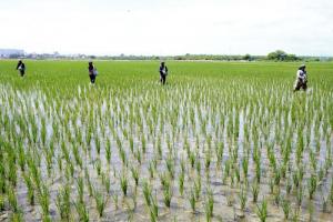 Midagri: El arroz se ha constituido en el primer cultivo agrícola en importancia por su aporte a la generación del VBP agrícola