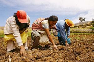 Midagri inicia Encuesta de Intenciones de Siembra de la campaña agrícola 2022-2023