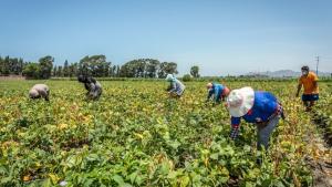 Midagri: Producción nacional agropecuaria cae 1.6% en junio de 2022