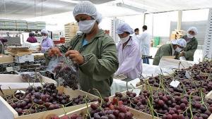Midagri: Quince regiones del país crecieron en agroexportaciones a julio de 2027