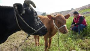 Midagri: superficie pecuaria de Perú es mucho más grande que la superficie agrícola