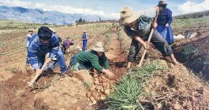 Midagri y organizaciones agrarias de Junín instalarán comité de seguimiento de acuerdos