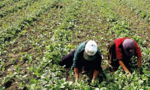 MINAG EN DESACUERDO CON CONDONACIONES DE DEUDA AGRARIA