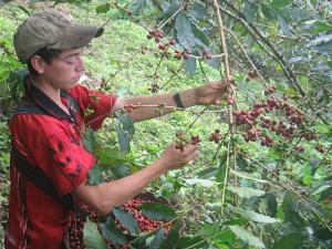 MINAGRI: 'ESTÁN IMPLEMENTADO ACCIONES PARA TENER UN SECTOR CAFETALERO MÁS COMPETITIVO”