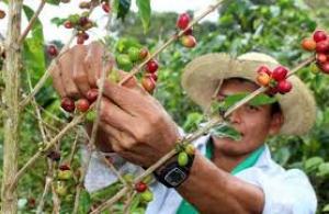 Minagri continuará empadronando a productores cafetaleros hasta el 4 de agosto