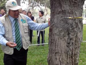 MINAGRI: EN 20% SE AVANZÓ EL PRIMER INVENTARIO FORESTAL EN 2013