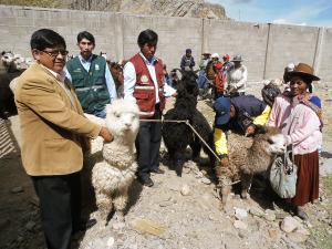 MINAGRI ENTREGÓ 2.811 ALPACAS A PRODUCTORES EN PUNO