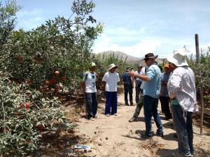 Minagri genera vínculos de exportación entre agricultores de Ica y mercado israelí