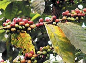 MINAGRI INICIA ENTREGA DE 16 MIL KITS PARA COMBATIR ROYA DEL CAFÉ