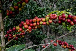 Minagri pone en evaluación Plan Nacional de Renovación de Cafetales para mejorar asistencia a los cafetaleros