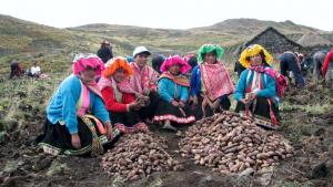 Minagri premia a 20 ganadores de la primera edición del Premio Nacional INIA-Caral 2020