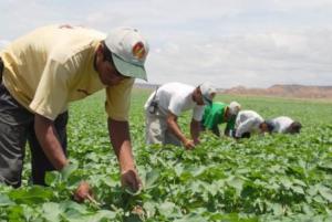 MINISTROS DE AGRO DE LA CAN DEFINEN AGENDA  