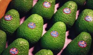 Mission Produce impactada en sus resultados de 2023 por menor calidad de palta cosechada en Perú