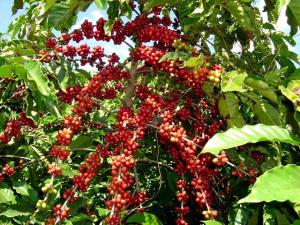 NARANJILLO ACOPIARÍA ENTRE 800 Y 900 TM DE CAFÉ EN 2015