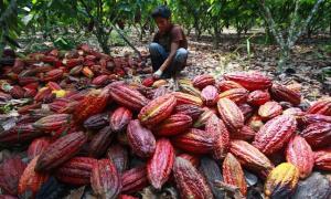 NARANJILLO EXPORTÓ 17 TONELADAS DE  LICOR DE CACAO ORGÁNICO A INGLATERRA