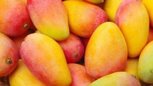 Nathalia Costine-Tello: «La investigación debe convertirse en solución práctica para la industria del mango»