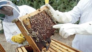 “No habrá una agricultura de calidad en el Perú si no tenemos una apicultura sostenible”