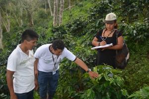 NORMA DE INSPECTORES INTERNOS CONTRIBUIRÁ A MEJORAR LA CALIDAD DE TAZA DEL CAFÉ PERUANO