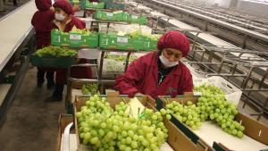 Nuestra exitosa agricultura empresarial