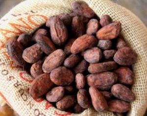 NUEVA TECNOLOGÍA INCREMENTARÁ RENDIMIENTO DE CACAO NATIVO