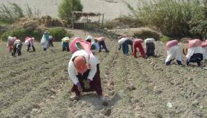 OIT advierte que informalidad laboral en el sector agrícola peruano asciende a más del 90%