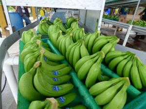 Países exportadores de banano enfrentan problemas