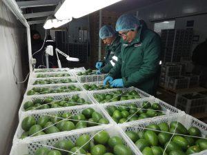 Palta arequipeña se posiciona en mercados internacionales