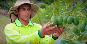 Palta en Colombia genera trabajo a cerca de 100 mil personas