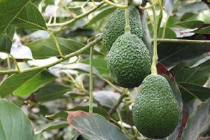 Palta Hass marca camino al éxito de productores de La Libertad