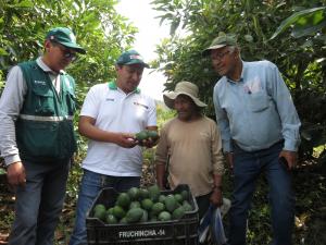 Palta Hass peruana llegará Corea, Filipinas, Malasia, Tailandia y Colombia este año