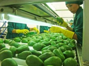 PALTA PERUANA DESEMBARCARÍA EN COSTA ESTE DE EEUU LA SEMANA QUE VIENE