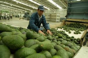 Palta peruana sigue ganando espacio en el mercado japonés