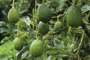 Palta peruana ya no suma nuevas hectáreas en plantaciones