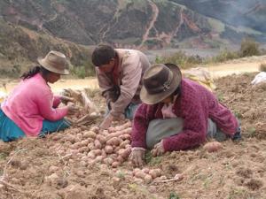 PAPA, QUINUA, CEBADA Y HABA, PRODUCTOS QUE MÁS SE CULTIVARÍAN EN PUNO