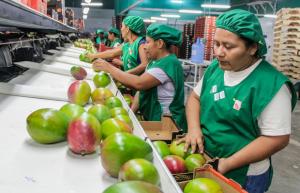 Paro agrario y falta de riego afectaron exportaciones de mango en Piura