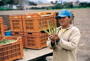 PARTICIPACIÓN DEL AGRO CRECIÓ 50% DENTRO DEL SECTOR NO TRADICIONAL