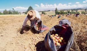 Pequeños agricultores perdieron más de S/ 6.000 millones por la pandemia