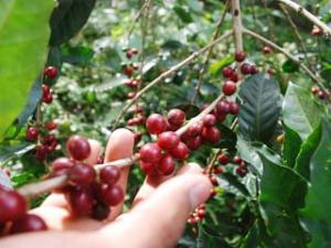 PEQUEÑOS PRODUCTORES DE CAJAMARCA MEJORARÁN CALIDAD DE CAFÉ