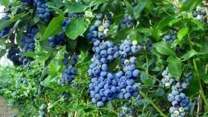 Perú cuenta con 23.344 hectáreas certificadas de arándanos para exportar