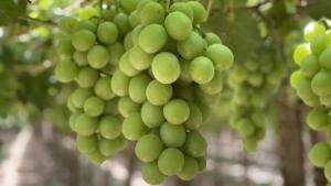 Perú cuenta con más de 56 variedades de uvas comercializadas y la más exportada en la campaña 2023/2024 fue la Sweet Globe