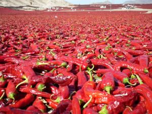 PERÚ DESCENDERÍA UN PUESTO COMO PRODUCTOR MUNDIAL DE PÁPRIKA ESTE AÑO