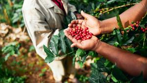 Perú: Dos millones de  personas están vinculadas a la cadena de valor del café