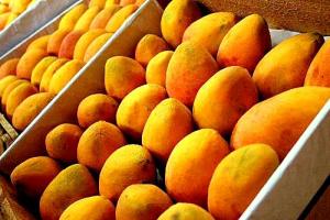 PERÚ EXPORTARÍA 100 MIL TONELADAS DE MANGO