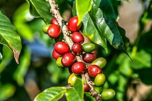 Perú ha desarrollado una cultura cafetalera de muy alta calidad en los últimos años, desde lo que es producción en finca hasta los mercados internacionales