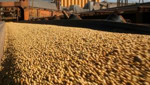 Perú importó soya en grano por US$ 31.5 millones entre enero y abril de este año