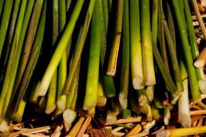 PERÚ INICIARÁ EXPORTACIÓN DE TOTORA DEL LAGO TITICACA A HOLANDA