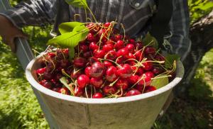 Perú no debe intentar la exportación de cerezas en diciembre; su objetivo debe ser octubre